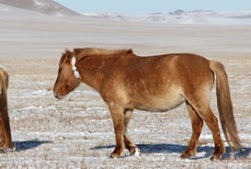 Herd Owners Deploy Globalstar Satellite IoT Collars to Track Livestock and Racehorses across Central Asia